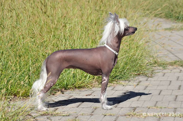 Avatara Veritas Vita