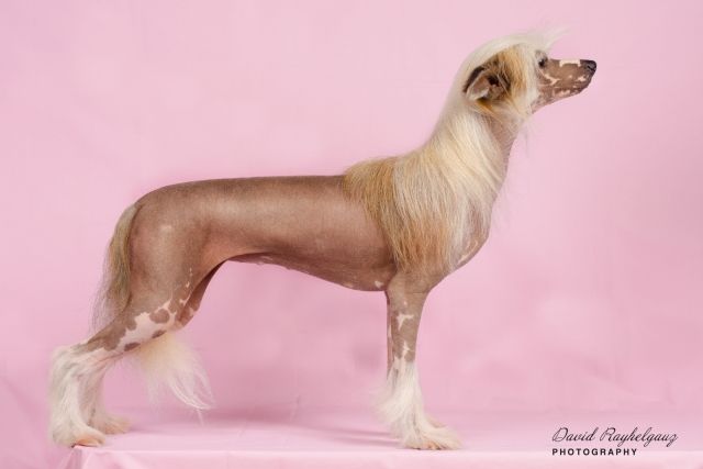 Hohlatiy glamour Iris Tsvetok Lyubvi