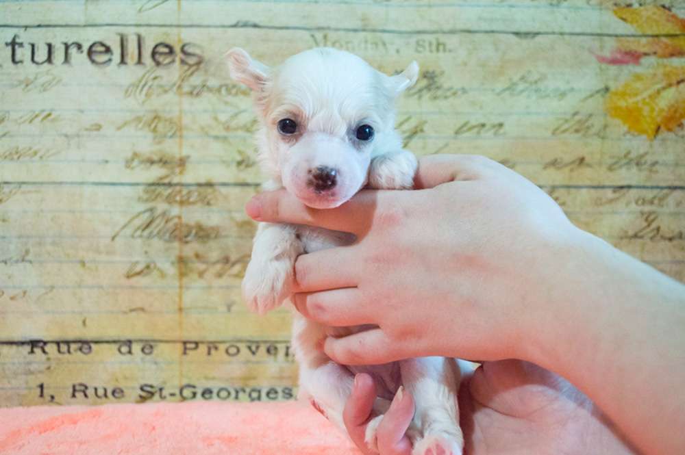 Oro Antenati Dolce Vita