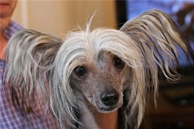 Olegro Katrin Indigo Lucky Strike