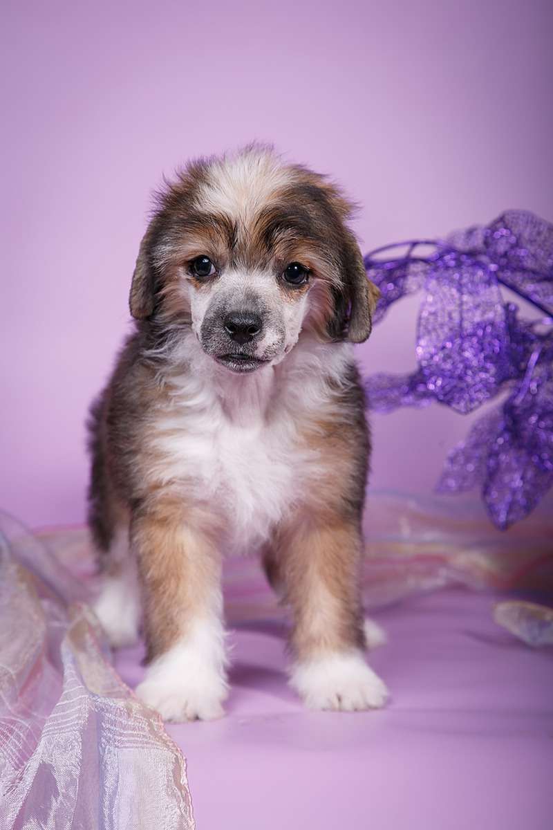 Fiery Fame Kapuchino