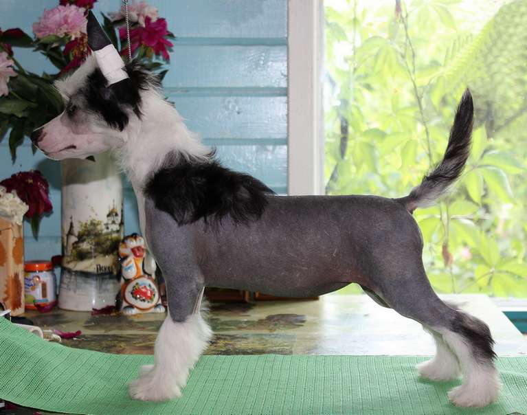 Angel O' Check Lesnaya Nimfa