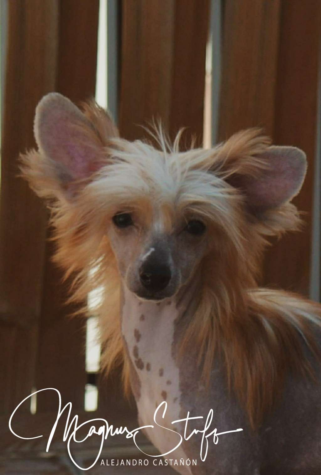 Magnus Staff Bart Simpson