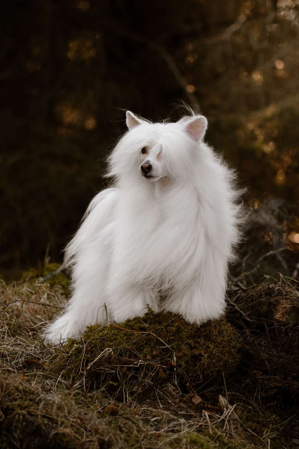 Girls Girls Forever Young