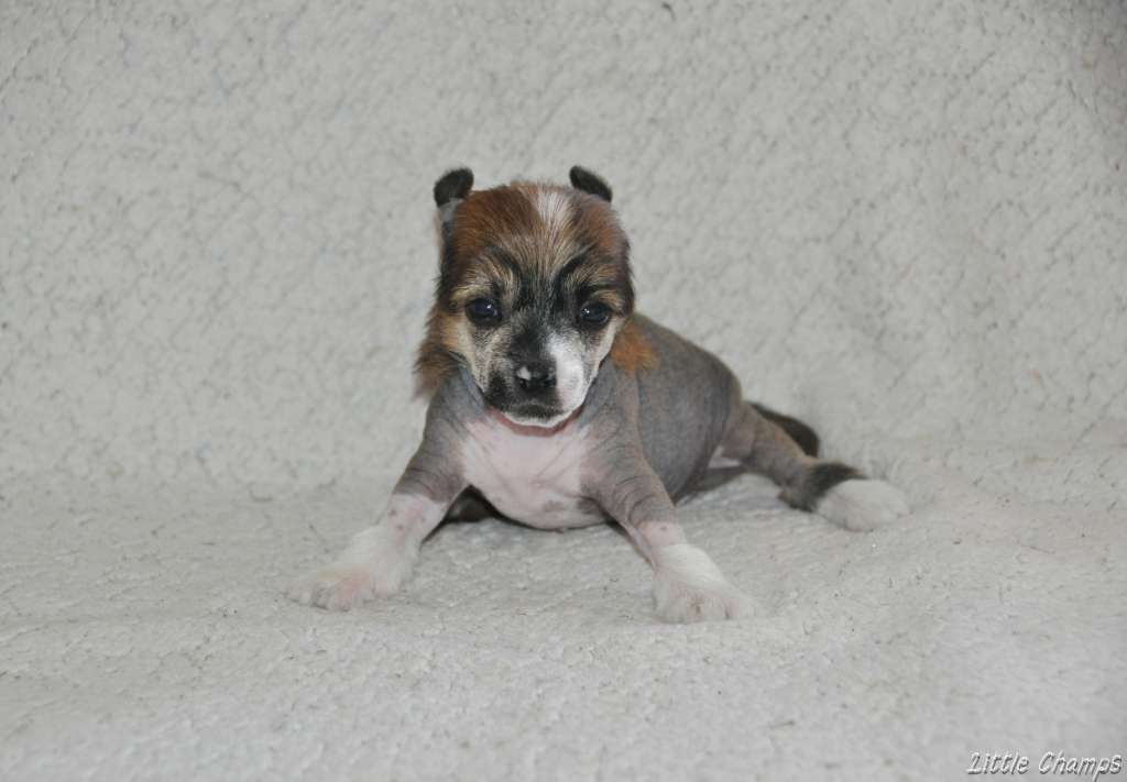 Vanille ou chocolat Little Champs