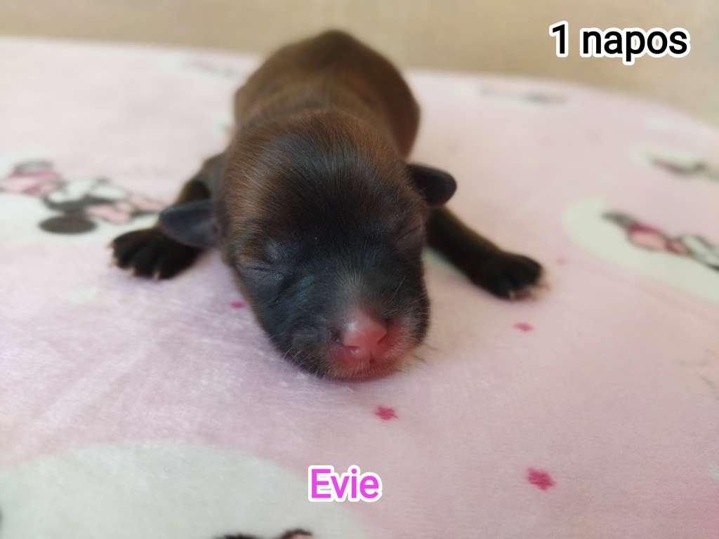 Evie Cerberus Crumerum