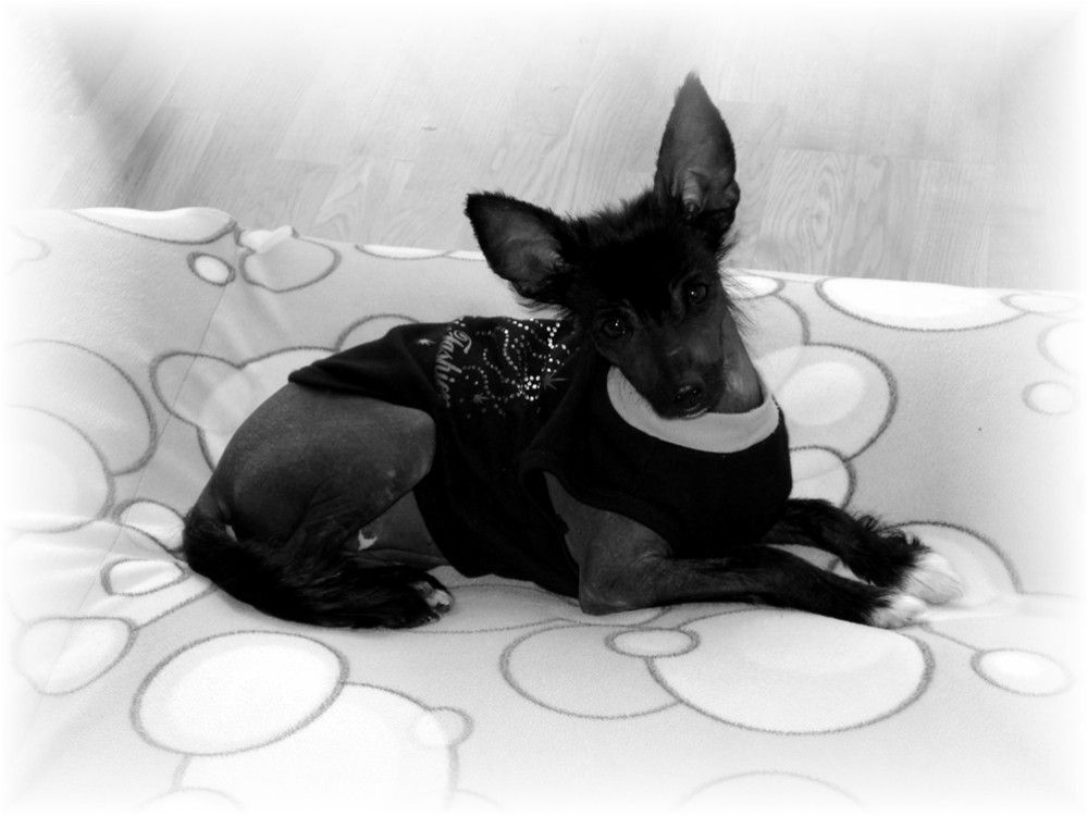 Galearia Cui Elata Mirabilis Gemma