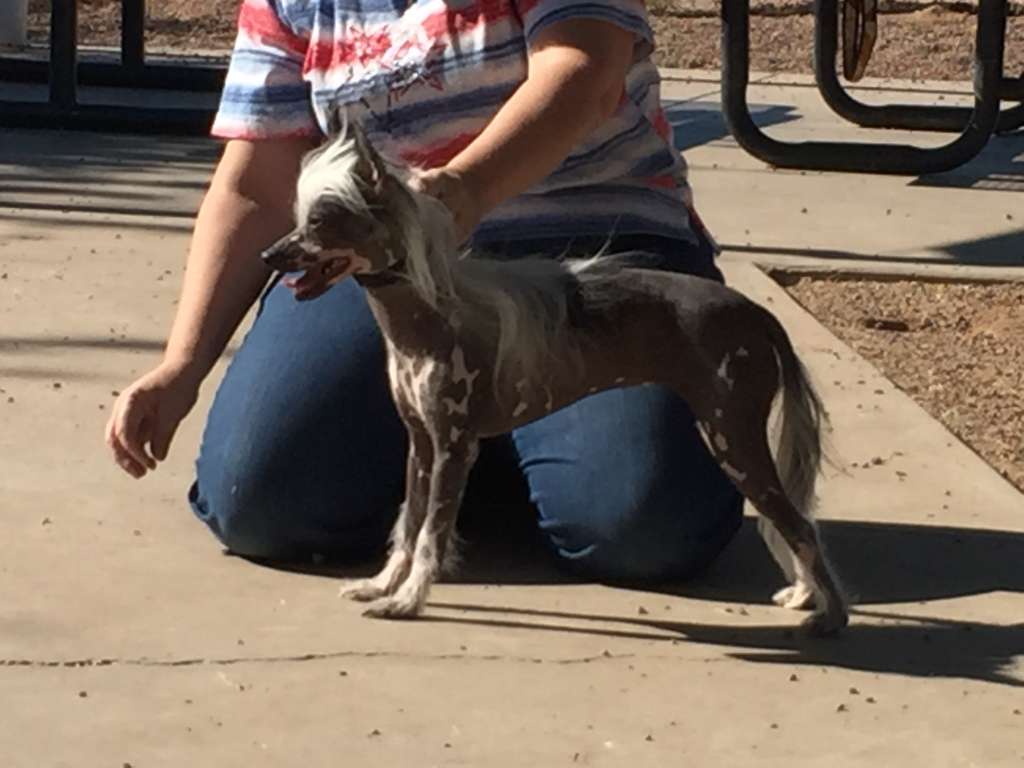 Queen Bee of Ponyville