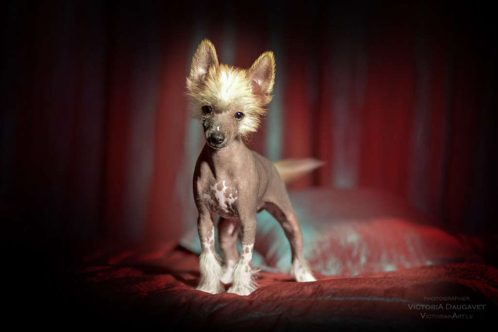 Machete Exotic Baltic