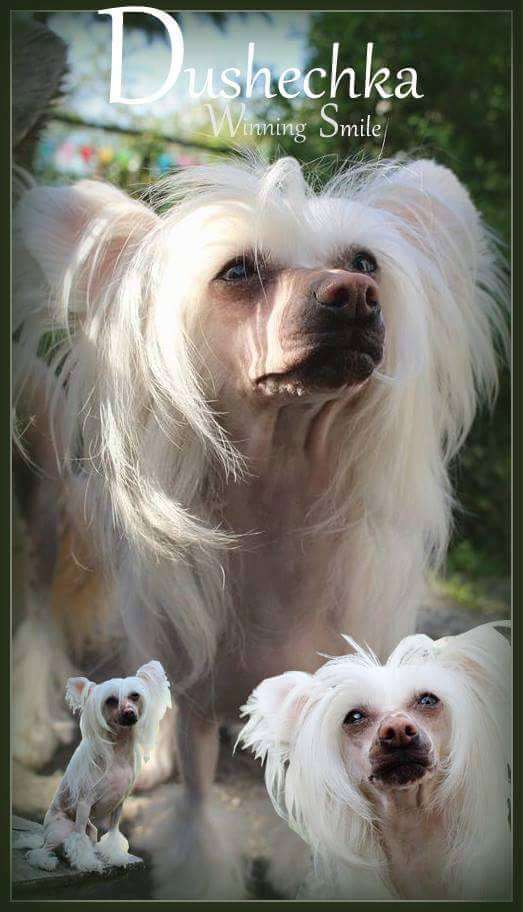 Dushechka Winning Smile