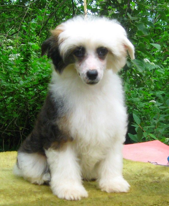 Angel O' Check Shanghai.