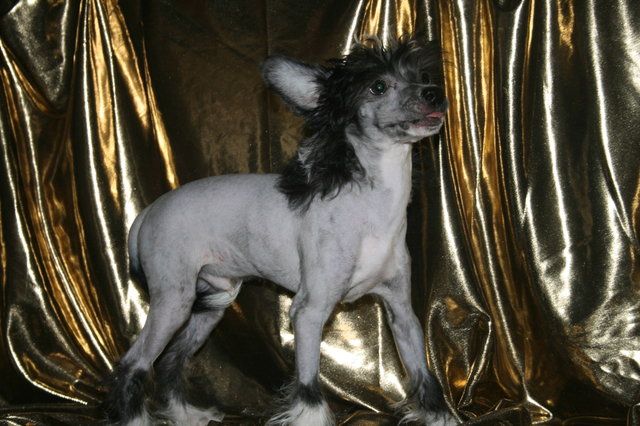 Denize'z Gizmo'z Mini