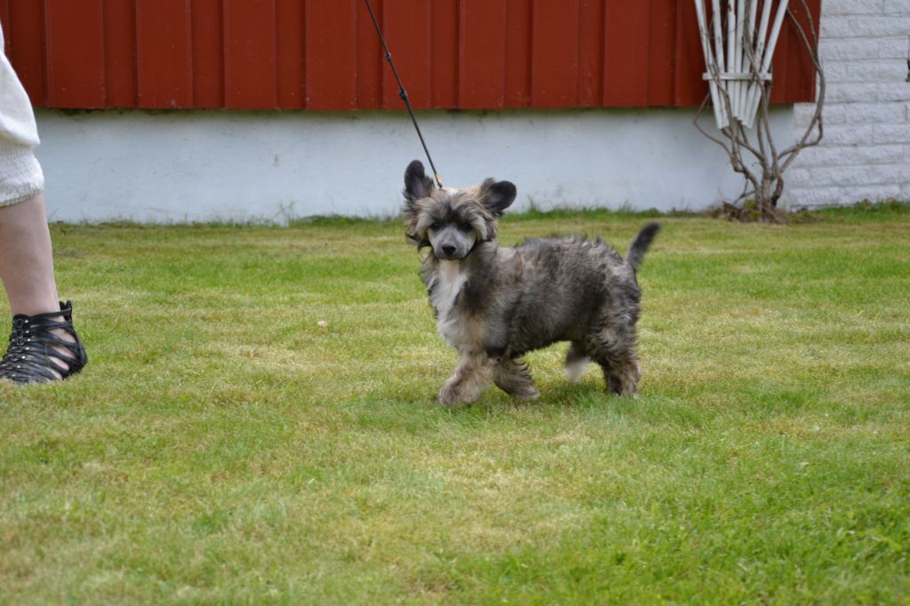 De La Mahafu's HP Lovinda