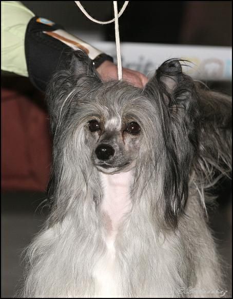 Ballade A' Venice Modry vanek