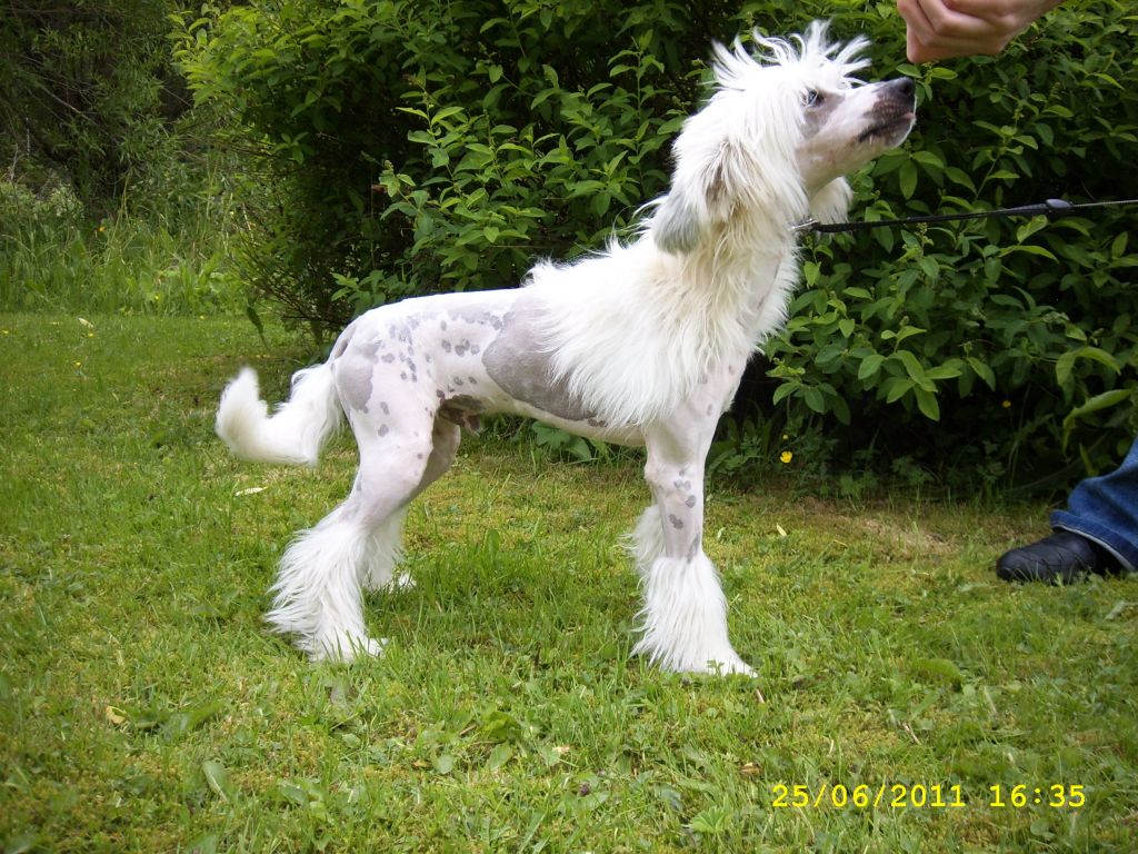 Royalette's Above the Law