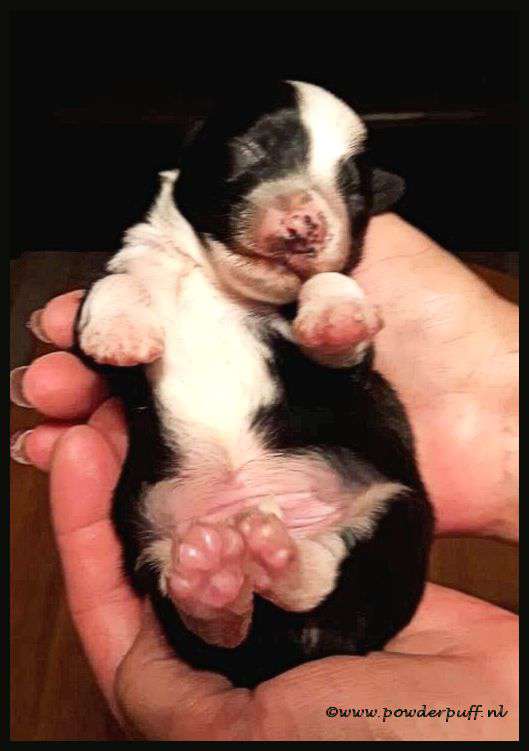 Lonely At The Top of Roxy's Pride