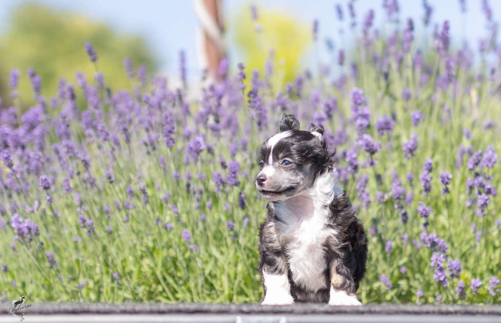 Family Song's Chilli