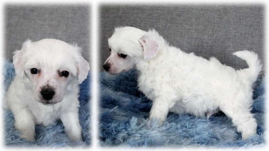 Chinese Flowers Full Speed