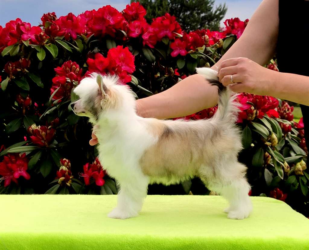 Stella Artois Crystal Ice