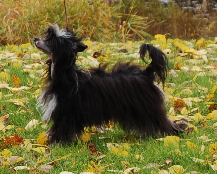 Qu-ya-va's Guniang xuan