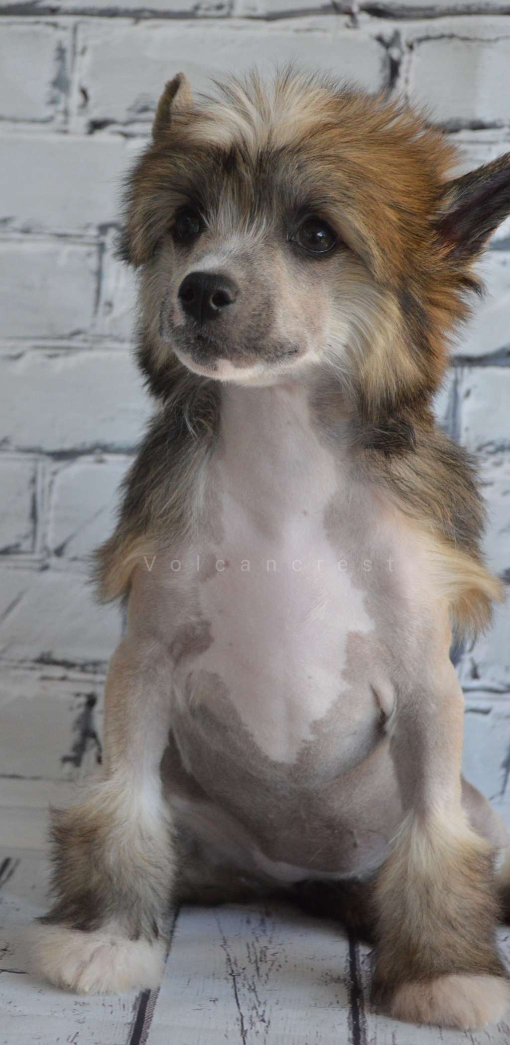 Volcancrest Betty Parris