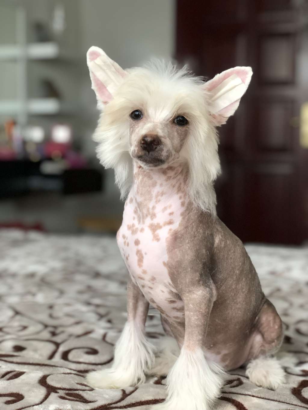 AkDeniz Dream Come True