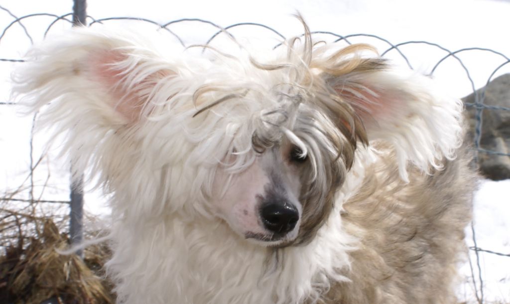 Sabriella's Odin Othello