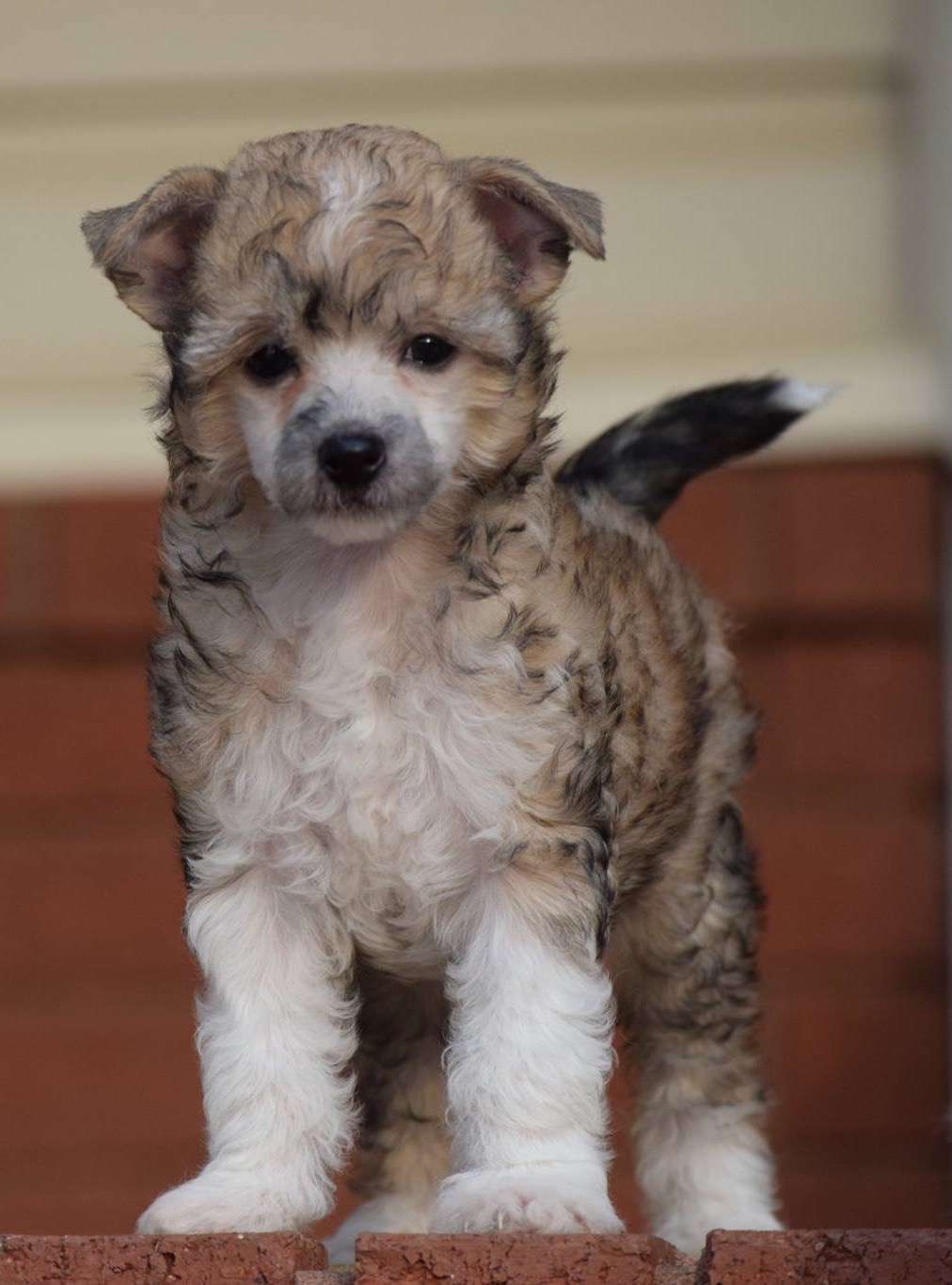 Muddy Bottoms Emerald Gemstone