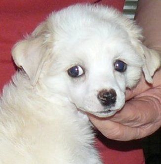 Jacana Top Model De Rama