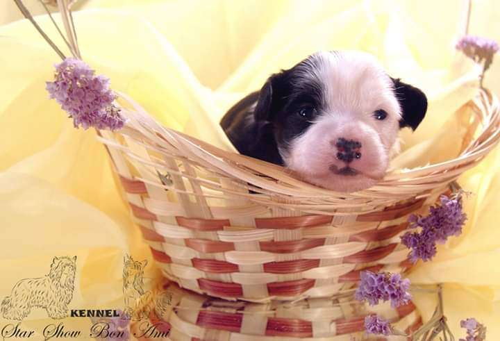 Star Show Bon Ami Minori