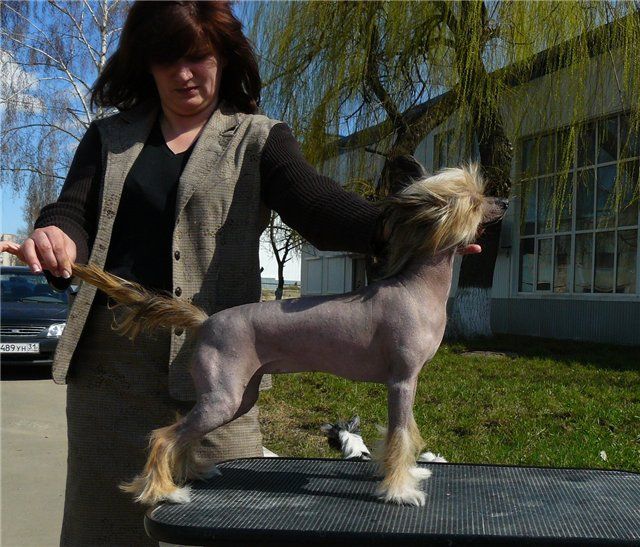 Schedraya Dusha ot Volnogo Psa