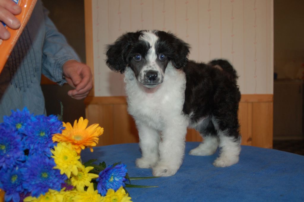 De La Mahafu's Mr izmir