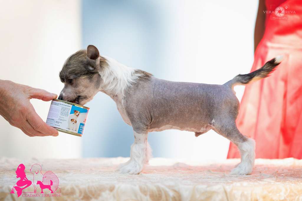 Cladary Triumph La Manche Lintang