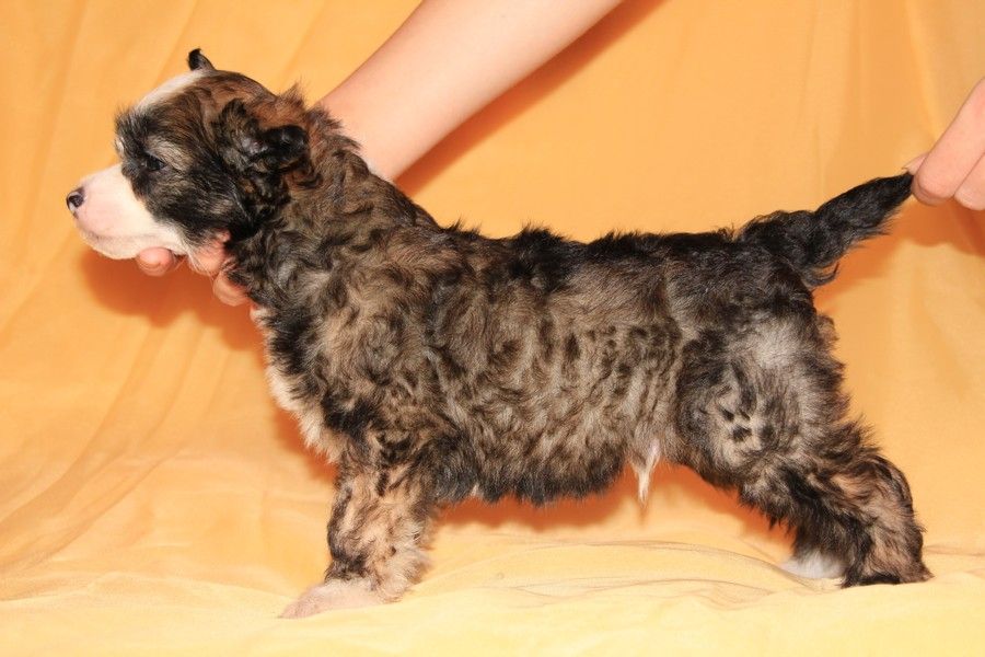 Vivalen Chistoe Serdce