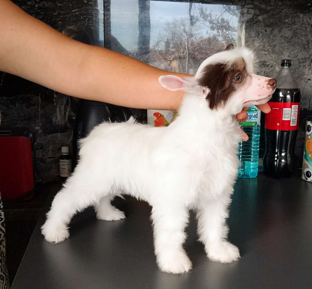 Latisha Molosos Gratzi