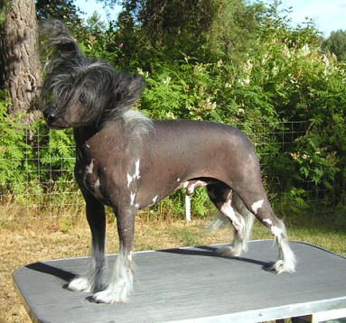 Silverekens Mirakulix