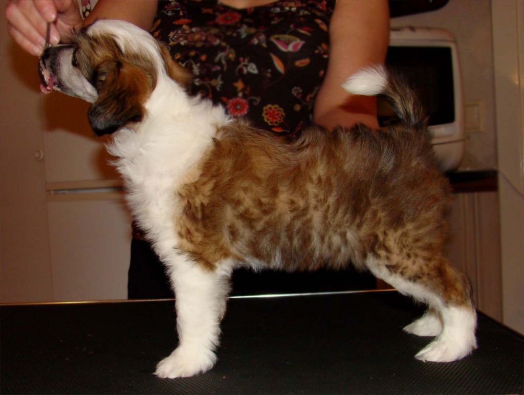 Bellatrix Luckycharm Norma