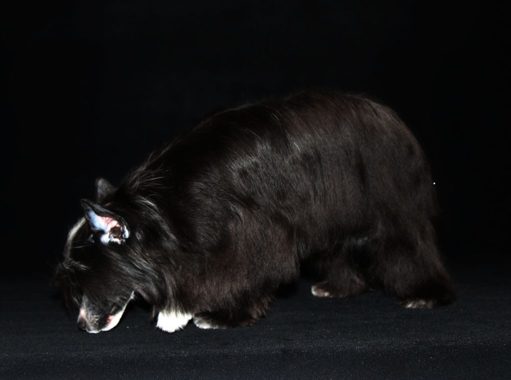 Galser Virginia De Luxe