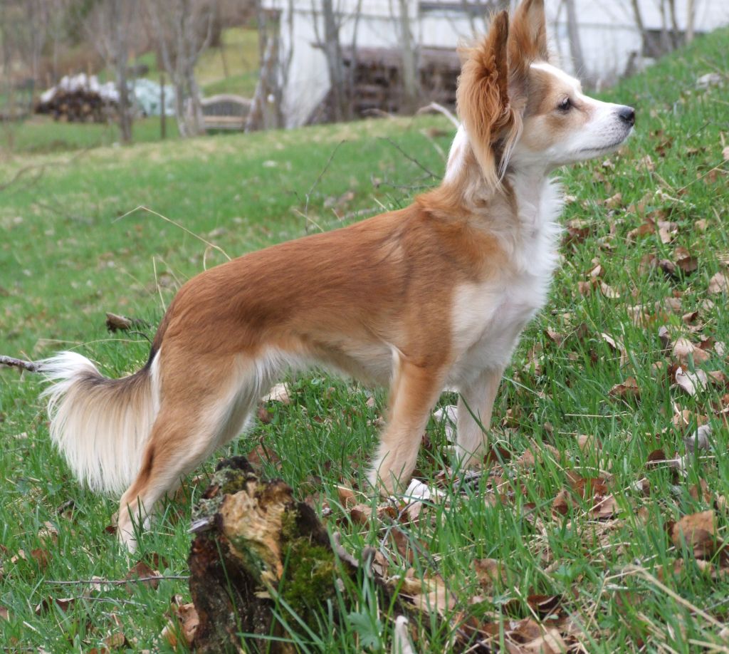 Zalex Always Number One