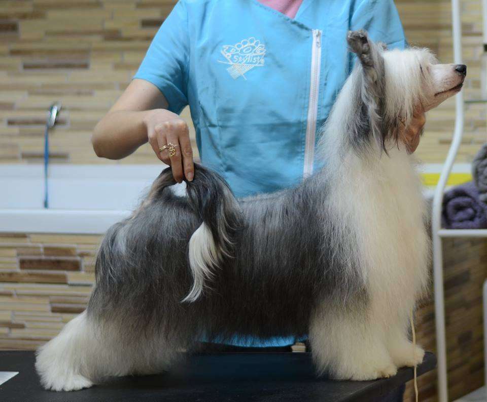 Apriori Vip Anzheya Olard