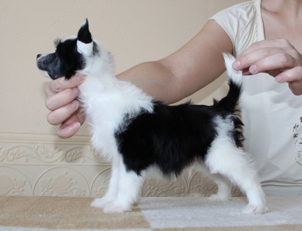 Lanart Enterprise Ksolo Club