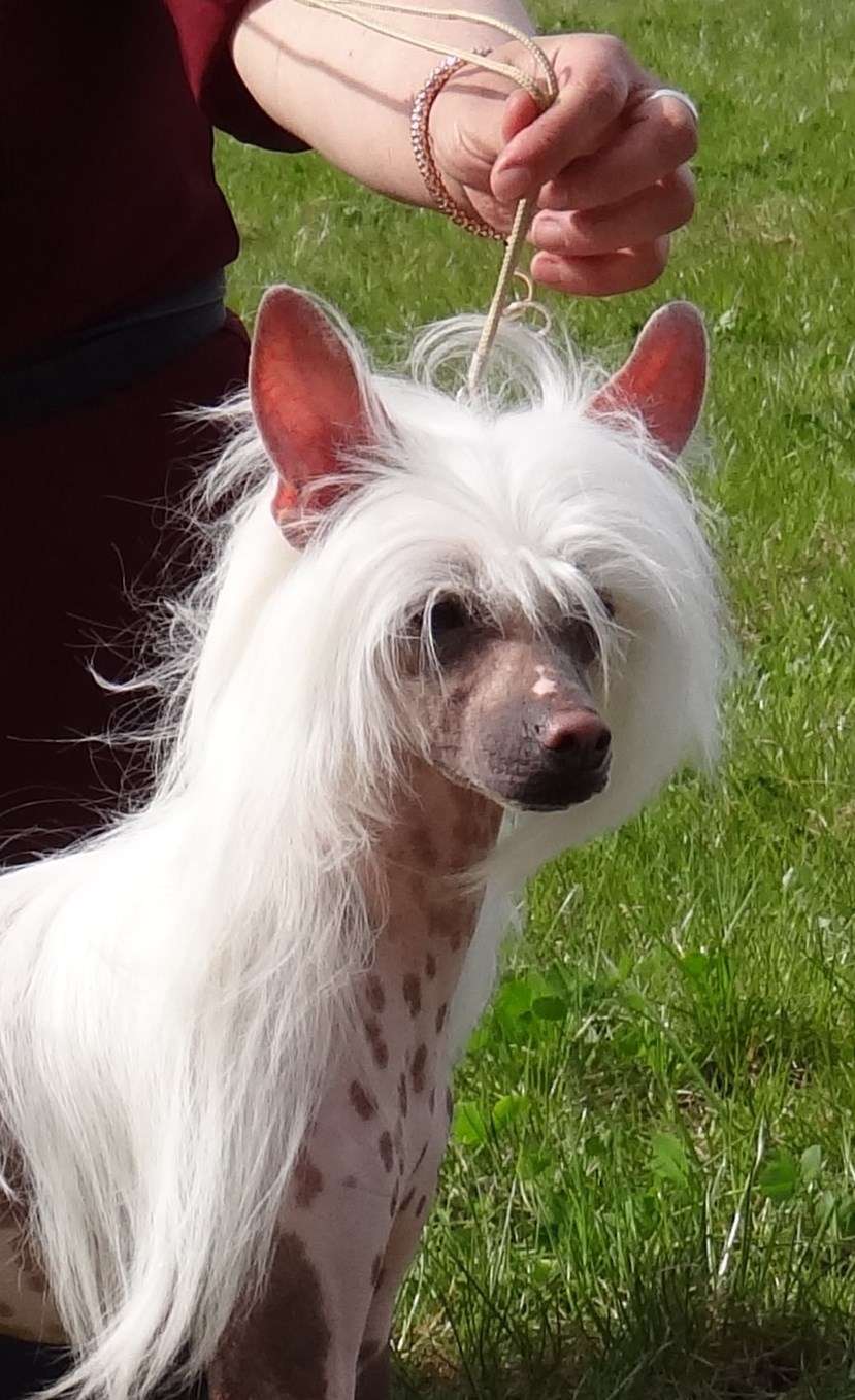 Luciano     Sasima(fci)