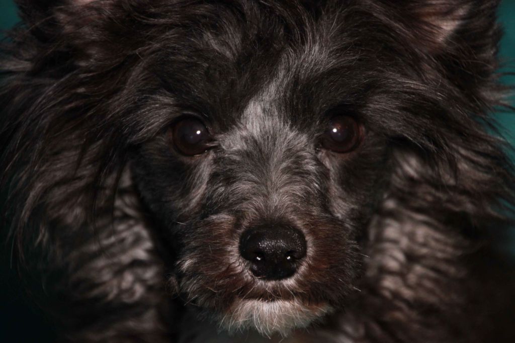 Bayshore's Mad Scientist