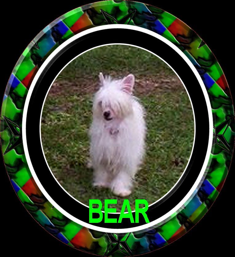 Shambhala's Sugar Bear