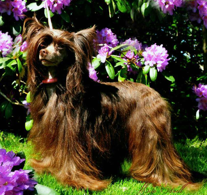 Vernisazh Mari Dayana