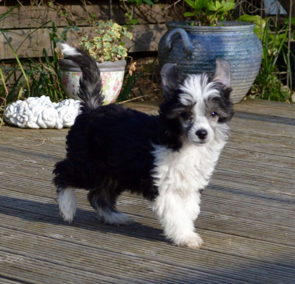 Comtesse von Shinbashi