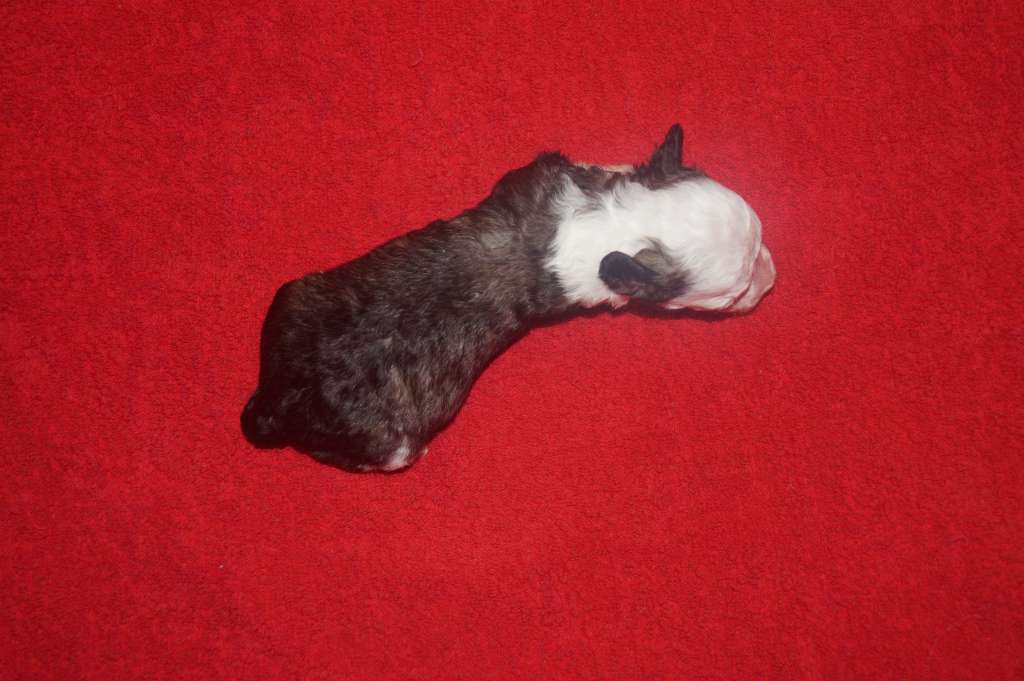 Sun Dan Beautiful Flower