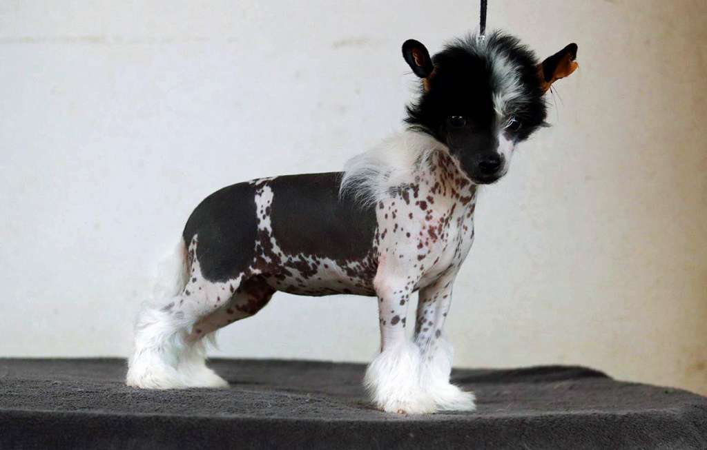 Habanero?s Crest Mulan