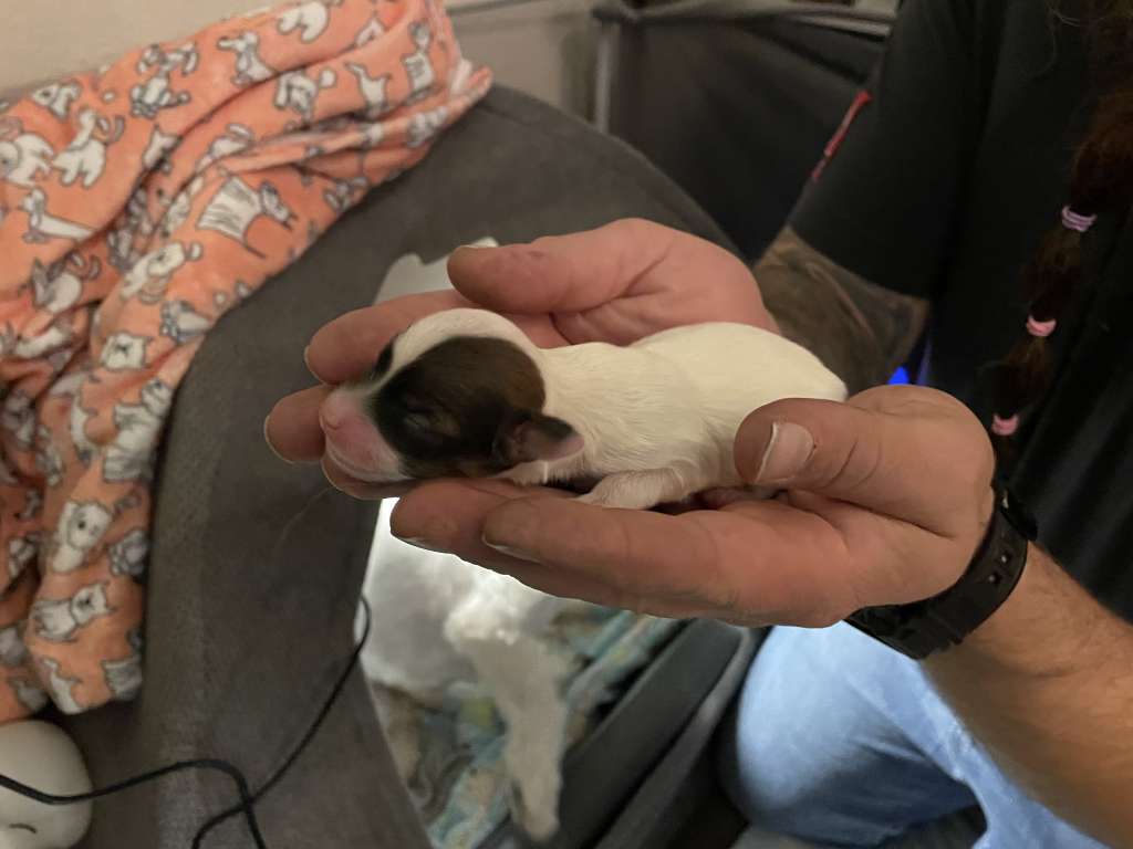 Fafnir Goldgier from Vikings Castle