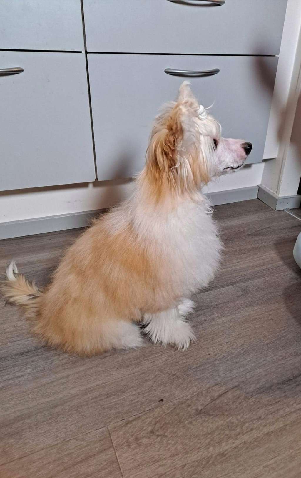 Viavrois Crystal Cutter